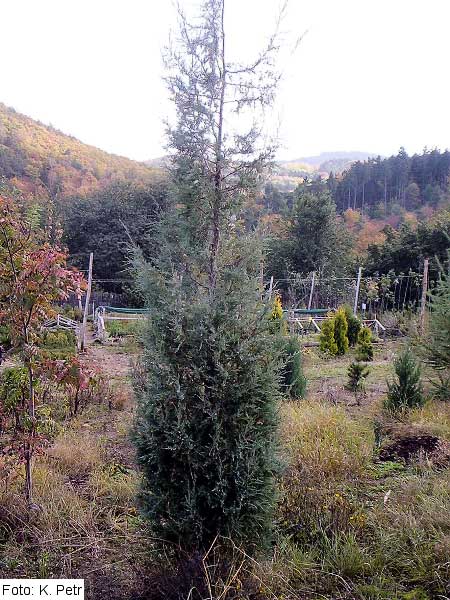 Juniperus virginiana 'Burkii' /Jalovec virginský/