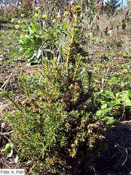 Picea abies 'Fastigiata Fritsche' /Smrk ztepilý/