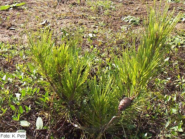 Pinus densiflora 'Oculus Draconis' /Borovice hustokvětá/