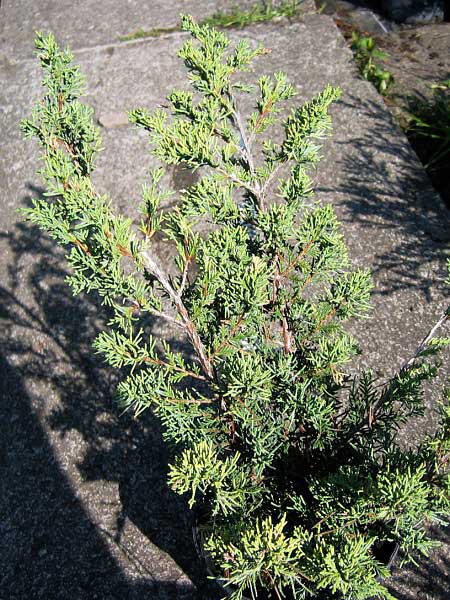 Juniperus chinensis 'Blaauw' /Jalovec čínský/