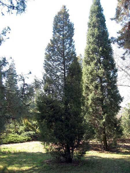 Juniperus chinensis 'Neaboriensis'  /Jalovec čínský/