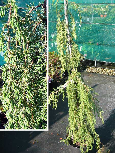 Juniperus communis 'Horstmann'  /Jalovec obecný/