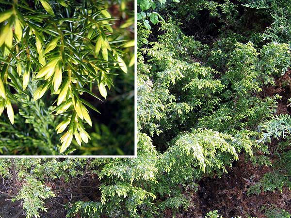 Juniperus communis 'Nana Aurea'  /Jalovec obecný/