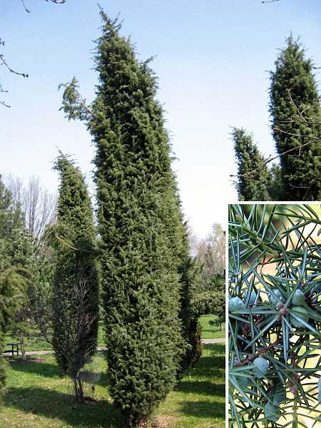 Juniperus communis  /Jalovec obecný/