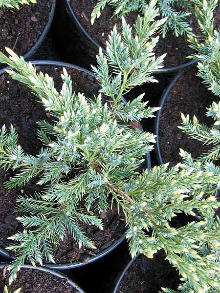 Juniperus squamata 'Holger'  /Jalovec šupinatý/