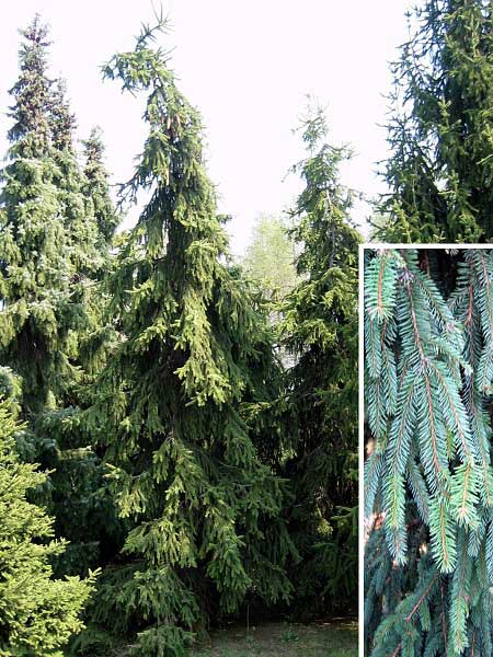 Picea abies 'Pyramidalis Pendula' /Smrk ztepilý/