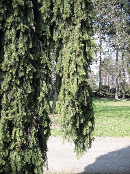 Picea abies 'Rotenhaus'  /Smrk ztepilý/