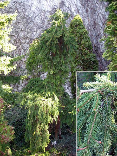 Picea abies 'Inversa'  /Smrk ztepilý/