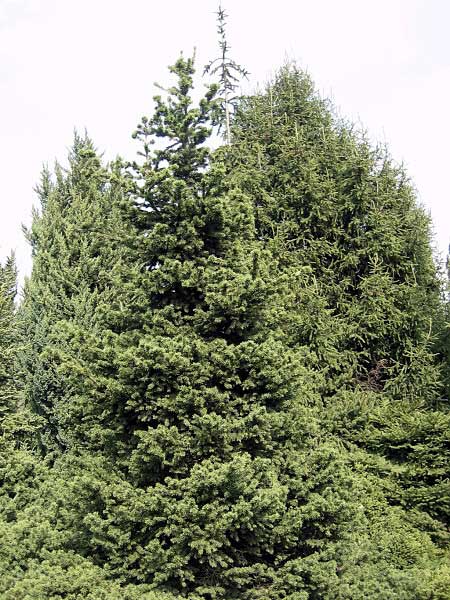 Picea abies 'Merkii'  /Smrk ztepilý/
