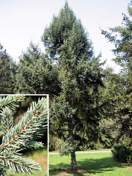 Picea likiangensis var balfouriana /Smrk Li-tianský/