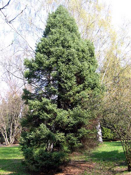 Picea mariana 'Doumetii'   /Smrk černý/