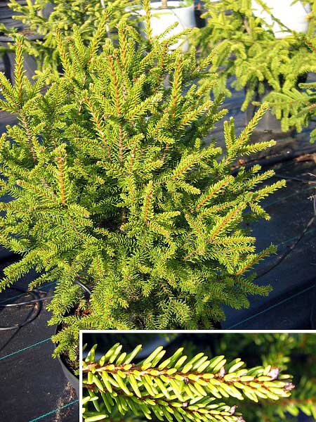 Picea orientalis 'Gracilis'  /Smrk východní/