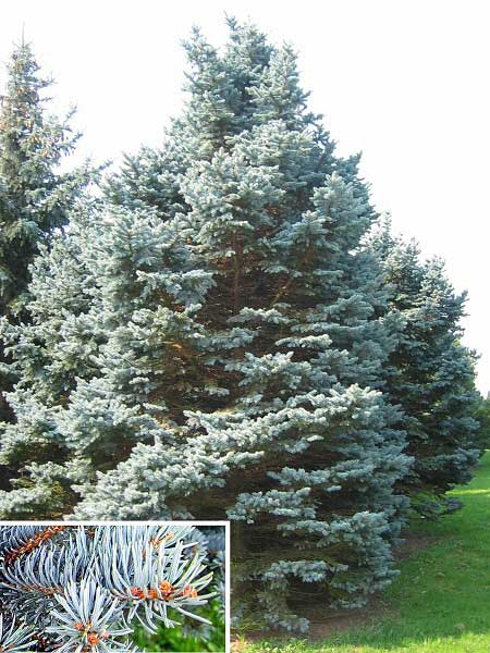 Picea pungens 'Glauca Globosa'  /Smrk pichlavý/