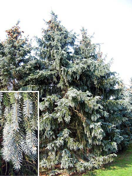 Picea pungens 'Koster Pendula' /Smrk pichlavý/