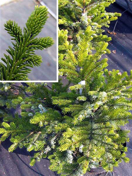 Picea sitchensis 'Vápenka WB' /Smrk sitka/