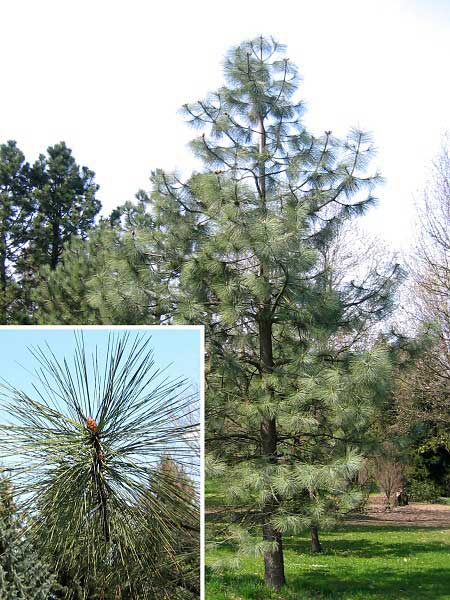 Pinus jeffrey /Borovice Joffreyova/