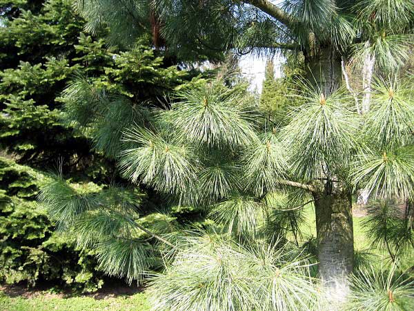 Pinus ayacahuite /Borovice mexická/