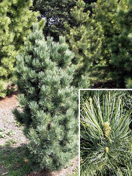 Pinus cembra 'Compacta'  /Borovice limba/