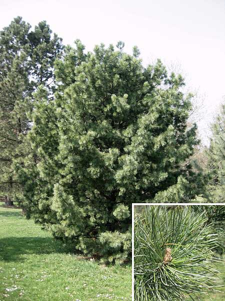 Pinus cembra  /Borovice limba/