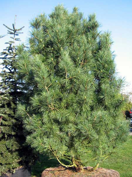 Pinus cembra 'Glauca' /Borovice limba/