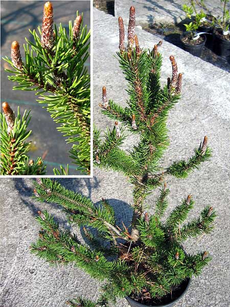 Picea contorta 'Spaan's Dwarf' /Borovice pokroucená/