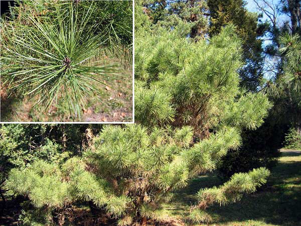 Pinus densiflora 'Umbraculifera' /Borovice hustokvětá/