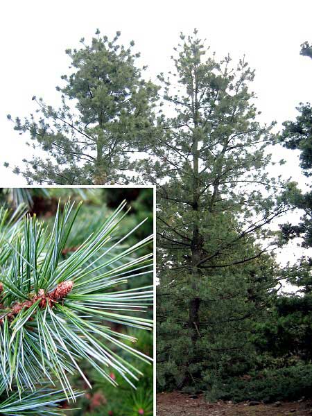 Pinus flexilis 'Tiny Temple' /Borovice ohebná/