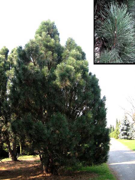 Pinus nigra 'Pyramidalis'  /Borovice černá/