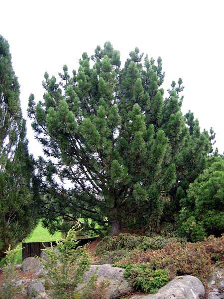 Pinus nigra ssp. pallasiana  /Borovice černá/