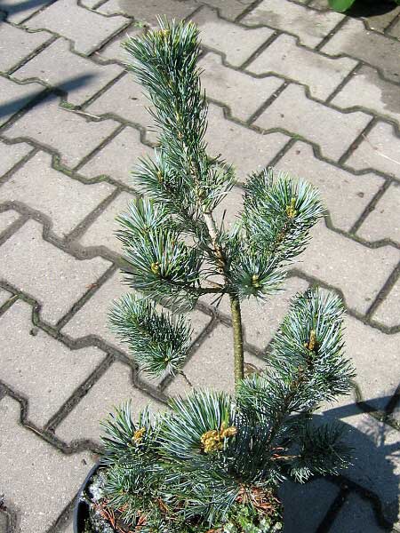 Pinus parviflora 'Blue Giant'  /Borovice drobnokvětá/