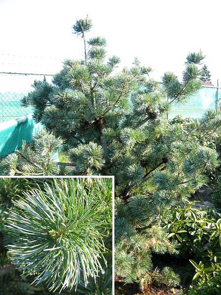 Pinus parviflora 'Glauca'  /Borovice drobnokvětá/