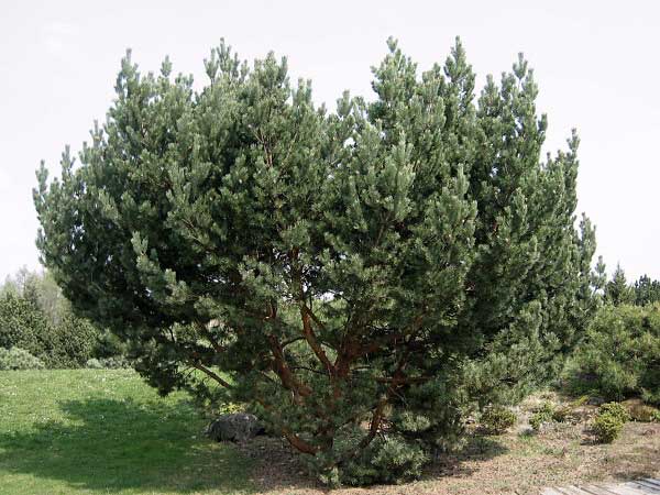Pinus silvestris 'Bayeri' /Borovice lesní/