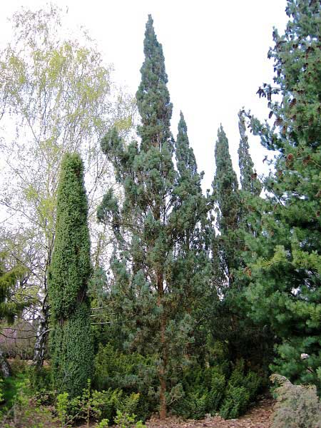 Pinus silvestris 'Fastigiata'  /Borovice lesní/