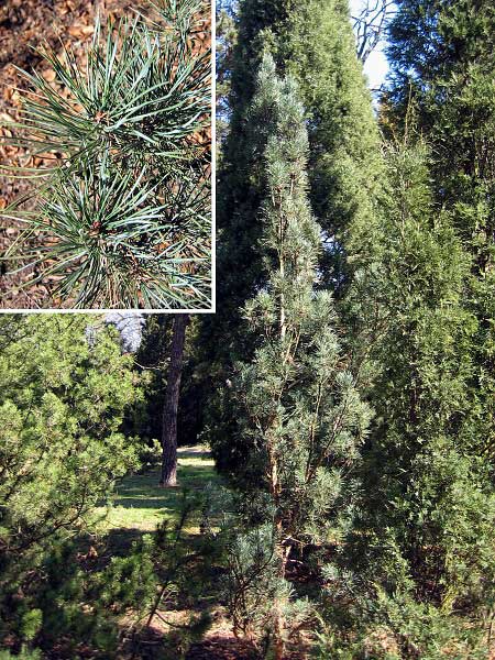 Pinus silvestris 'Fastigiata'  /Borovice lesní/
