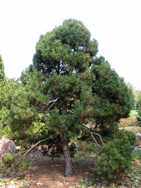 Pinus silvestris 'Globosa Viridis'  /Borovice lesní/