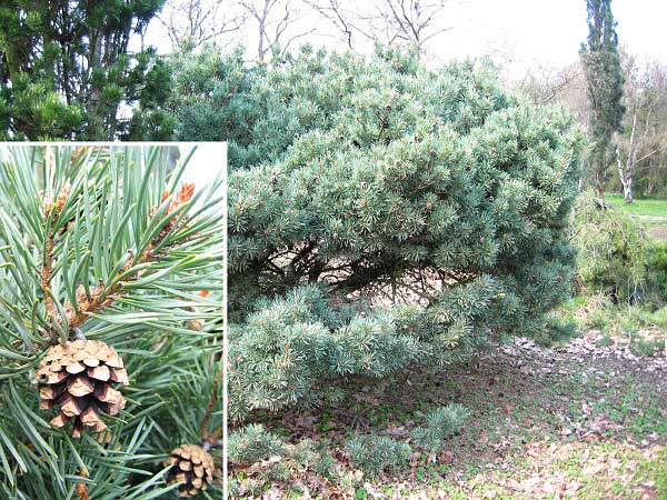 Pinus silvestris 'Hibernia'  /Borovice lesní/