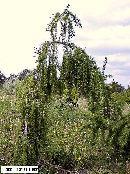 Larix decidua 'Pendula' /Modřin opadavý/