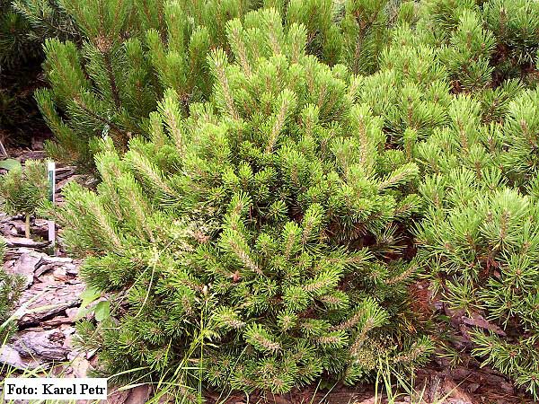 Pinus mugo 'Kalouš' /Borovice kleč/