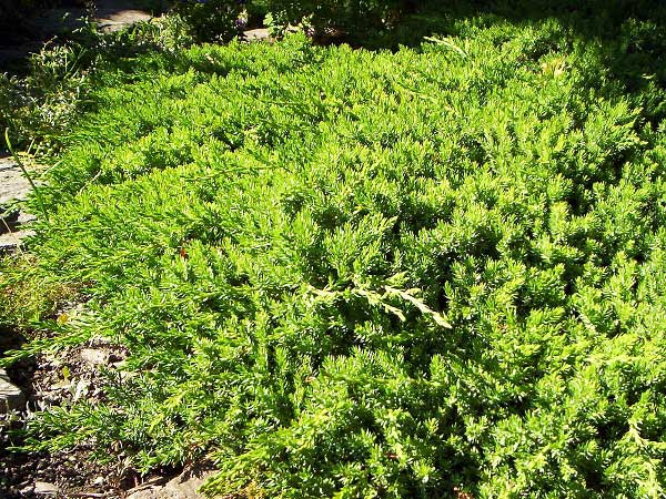 Juniperus procumbens  /Jalovec položený/