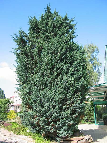 Juniperus squamata /Jalovec šupinatý/