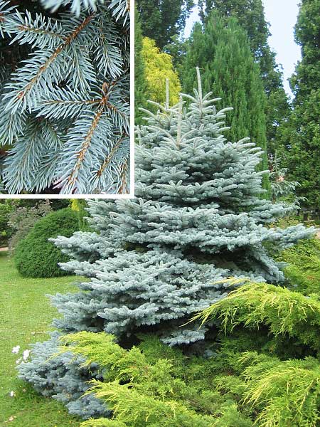 Picea pungens 'Glauca Compacta' /Smrk pichlavý/